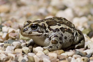 Mongolski toad ali toad napad